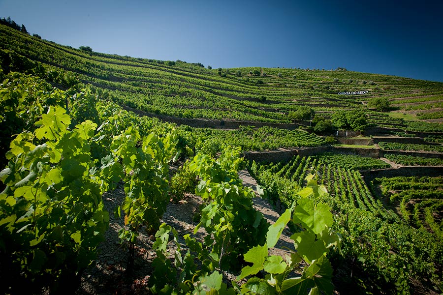Vinhas Douro